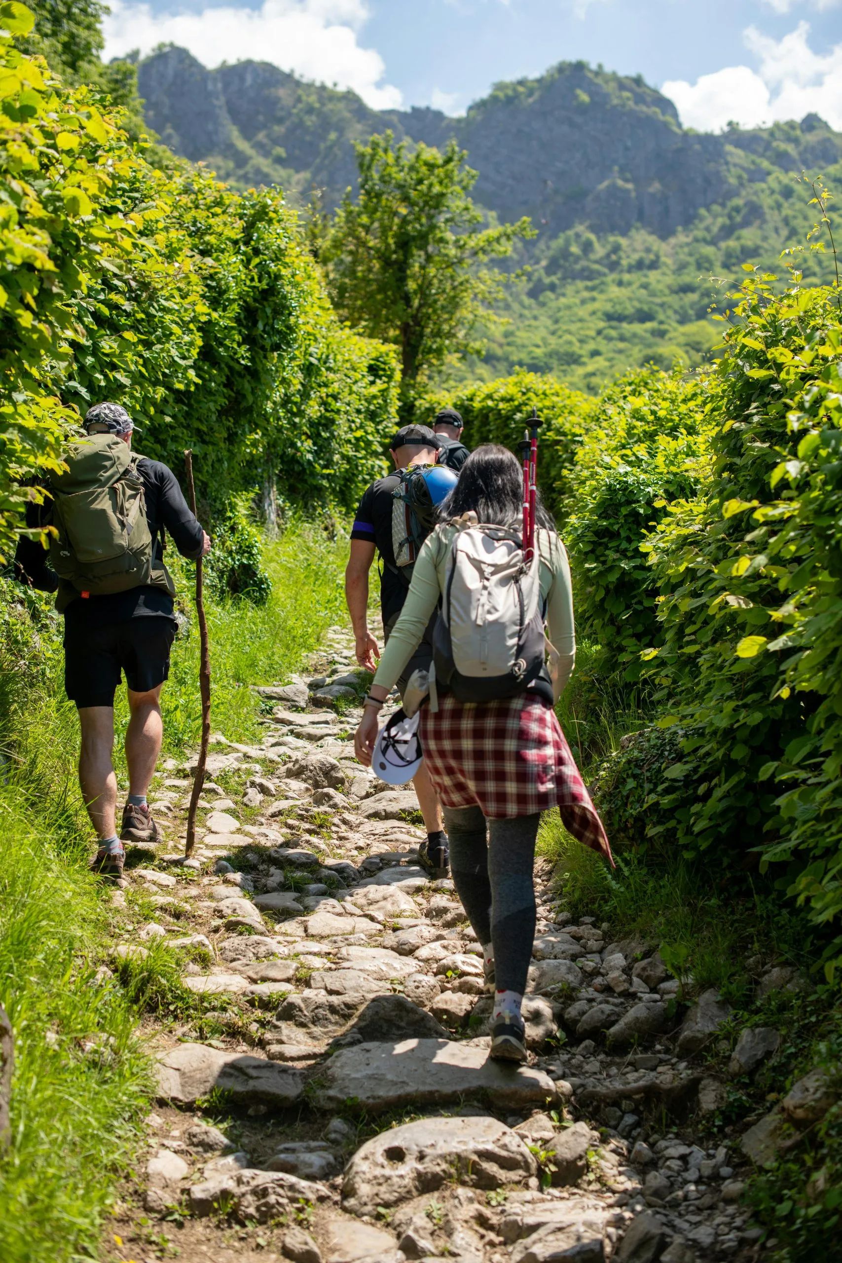Forest tracking banner image showing trail through dense forest, nature navigation, wilderness trekking, eco adventure