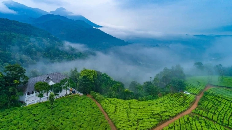 Kochi to Munnar cab service passing through spice plantations and tea gardens